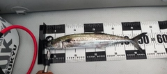 サゴシの釣果