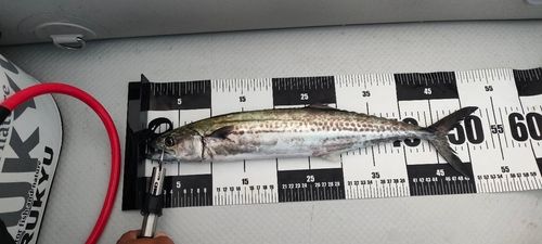 サゴシの釣果
