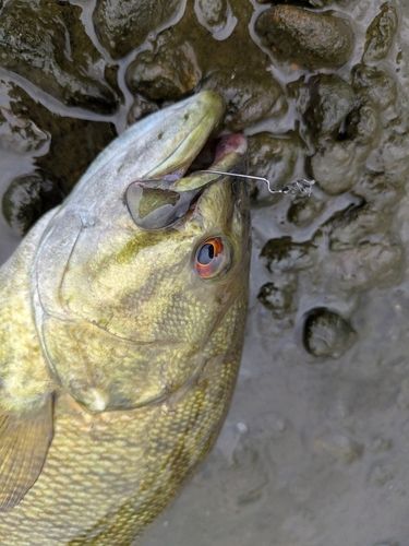 スモールマウスバスの釣果