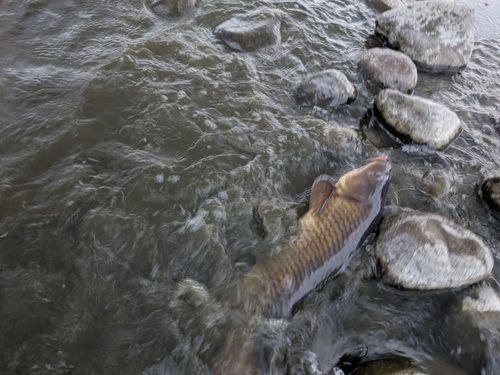 コイの釣果
