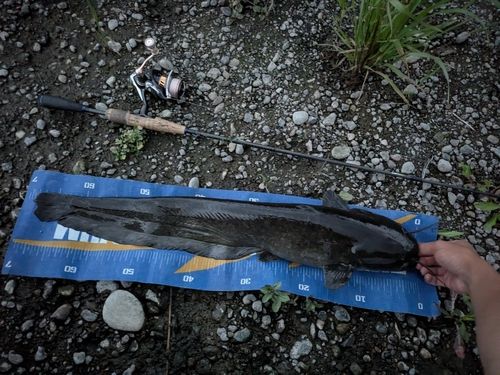ナマズの釣果