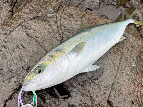 イナダの釣果