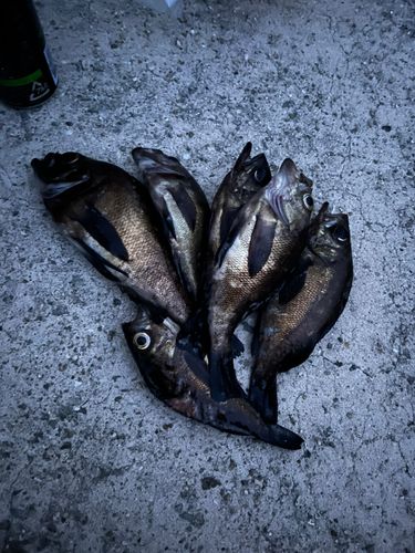 メバルの釣果