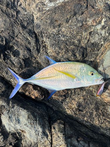 カスミアジの釣果