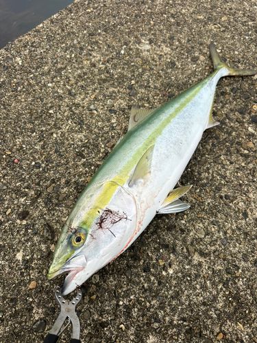 ワラサの釣果