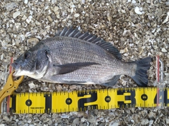 チヌの釣果