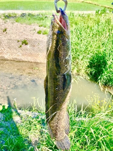 雷魚マップ　雷魚の地図　栃木県　茨城県　名古屋　静岡県 雷魚釣りのポイント | ルアーライフマガジン 地図・旅行ガイド