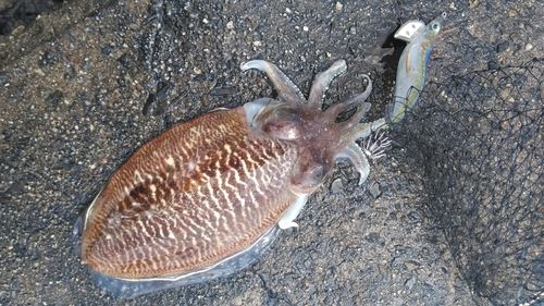 コウイカの釣果