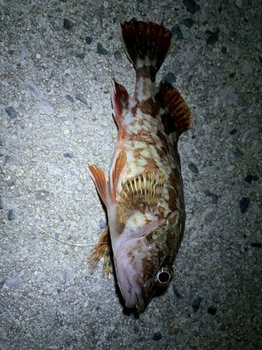 メバルの釣果