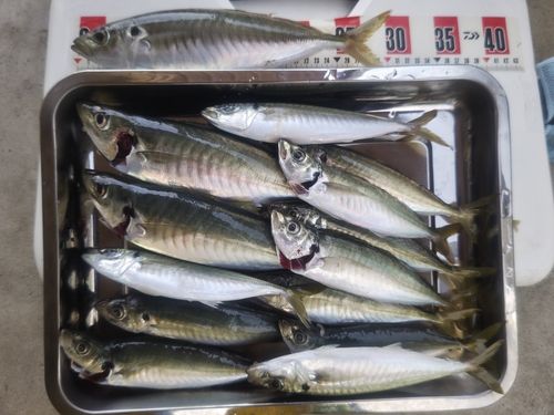 アジの釣果