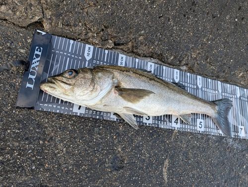 ハネ（マルスズキ）の釣果