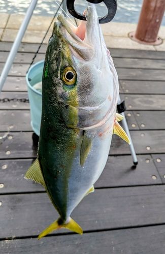 イナダの釣果
