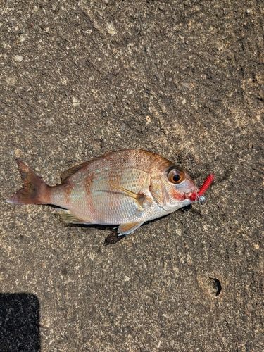 タイの釣果