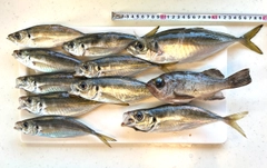 アジの釣果