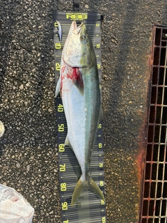 ブリの釣果