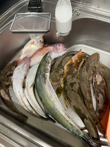 マゴチの釣果