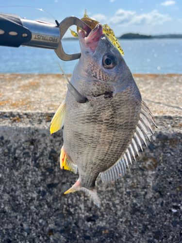 キビレの釣果