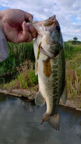 ラージマウスバスの釣果