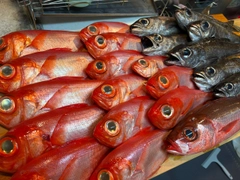 ムツの釣果