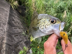 オオクチユゴイの釣果