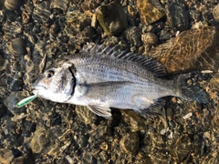 ミナミクロダイの釣果