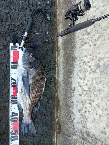 クロダイの釣果