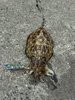 コウイカの釣果