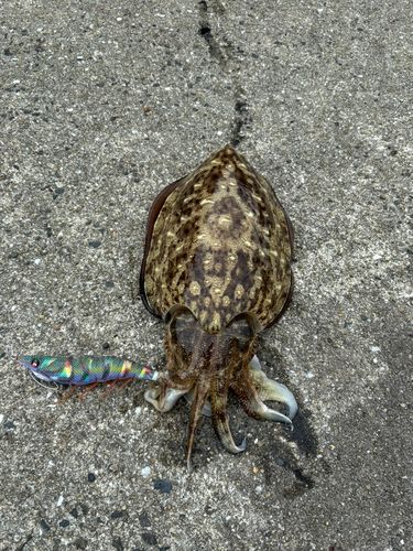 コウイカの釣果