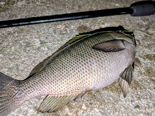 メジナの釣果