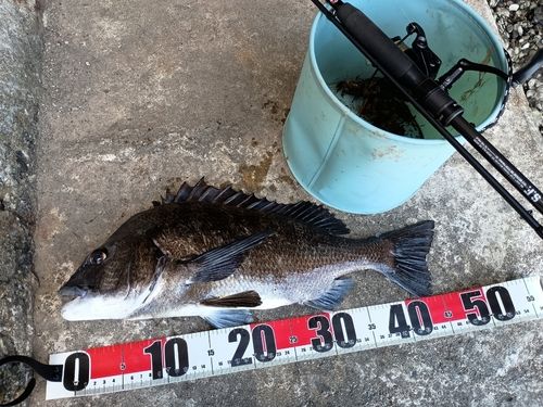 クロダイの釣果