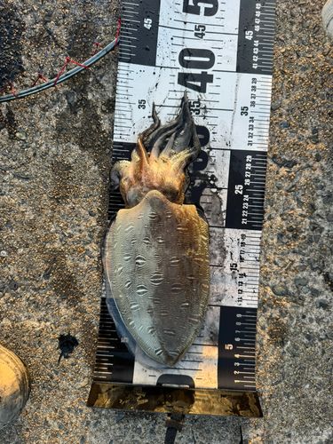 釣果