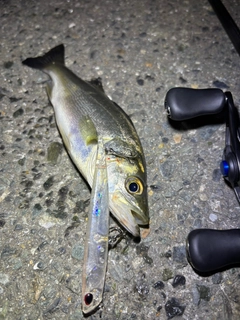 セイゴ（マルスズキ）の釣果