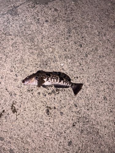 アブラコの釣果