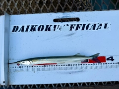 サヨリの釣果