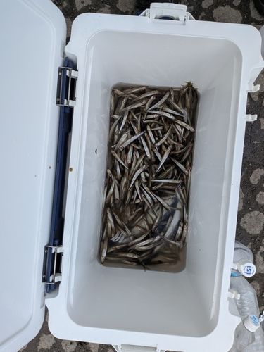 ワカサギの釣果