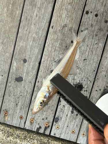キスの釣果
