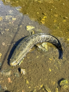 ライギョの釣果