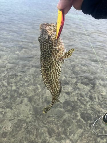 イシミーバイの釣果