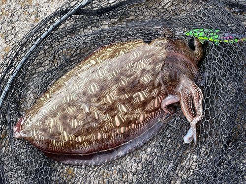 モンゴウイカの釣果