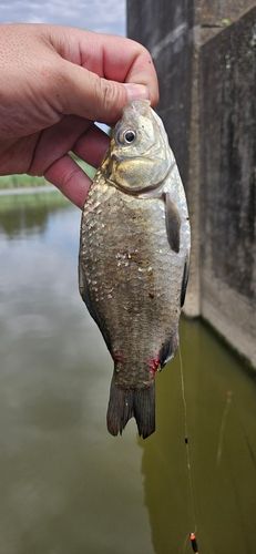フナの釣果