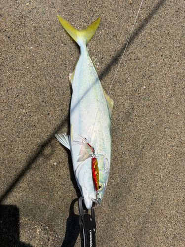 イナダの釣果