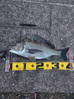 チヌの釣果