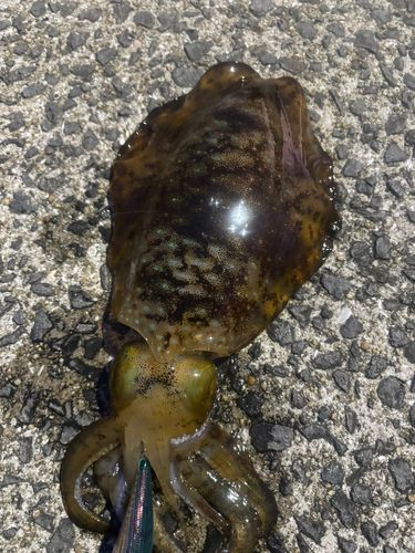 アオリイカの釣果