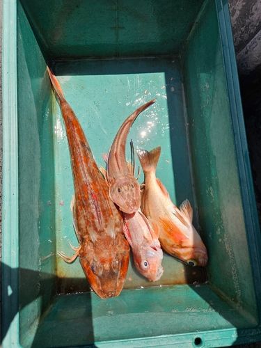 ホウボウの釣果