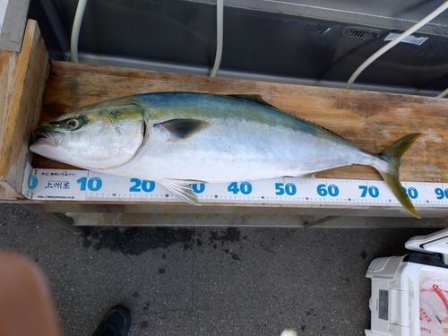 ブリの釣果