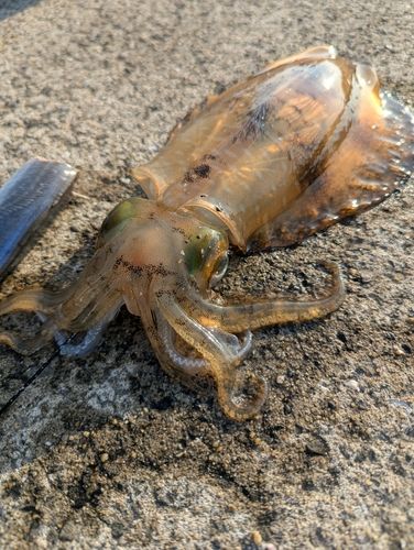 アオリイカの釣果
