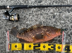アコウの釣果
