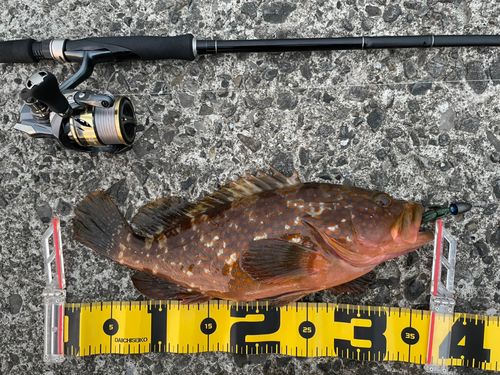 アコウの釣果