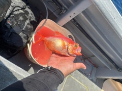 キンメダイの釣果