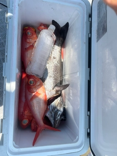 ムツの釣果